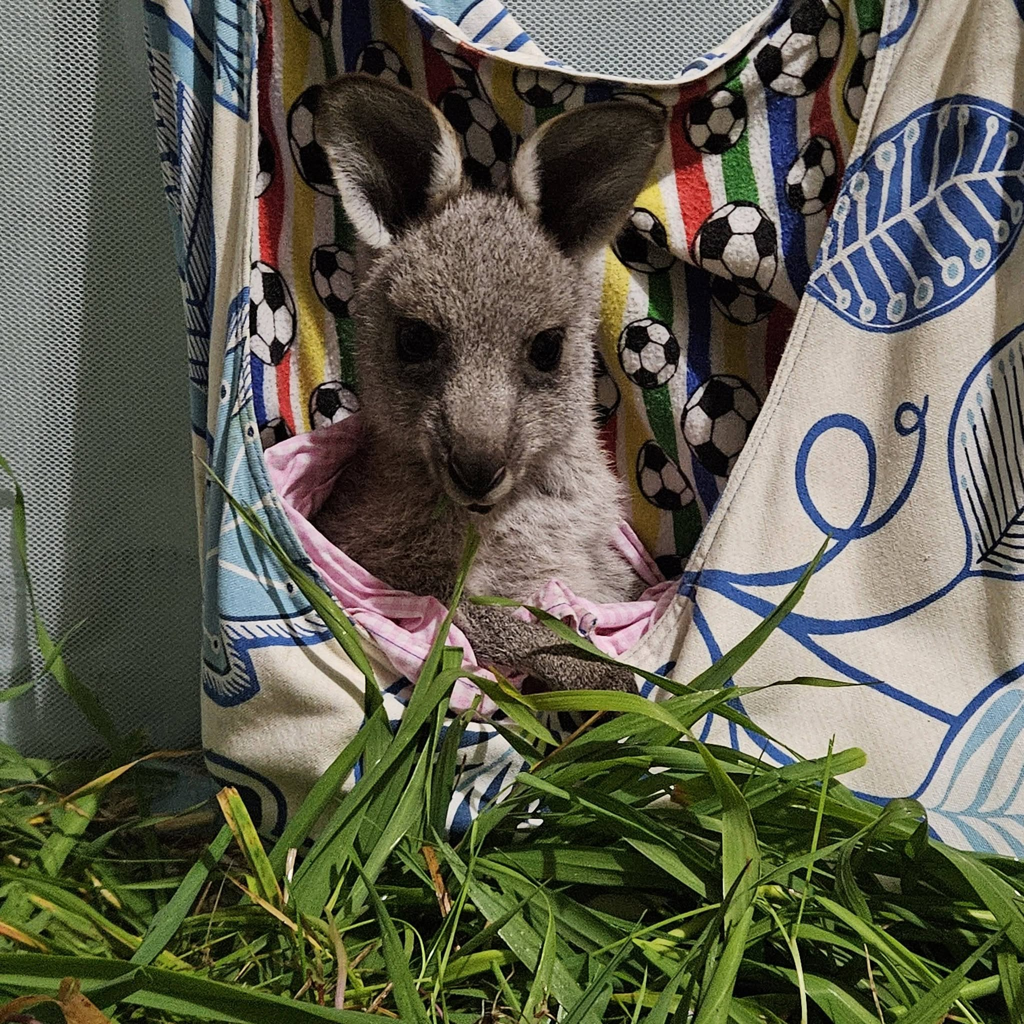 A young joey resting in a handmade pouch patterned with colourful designs