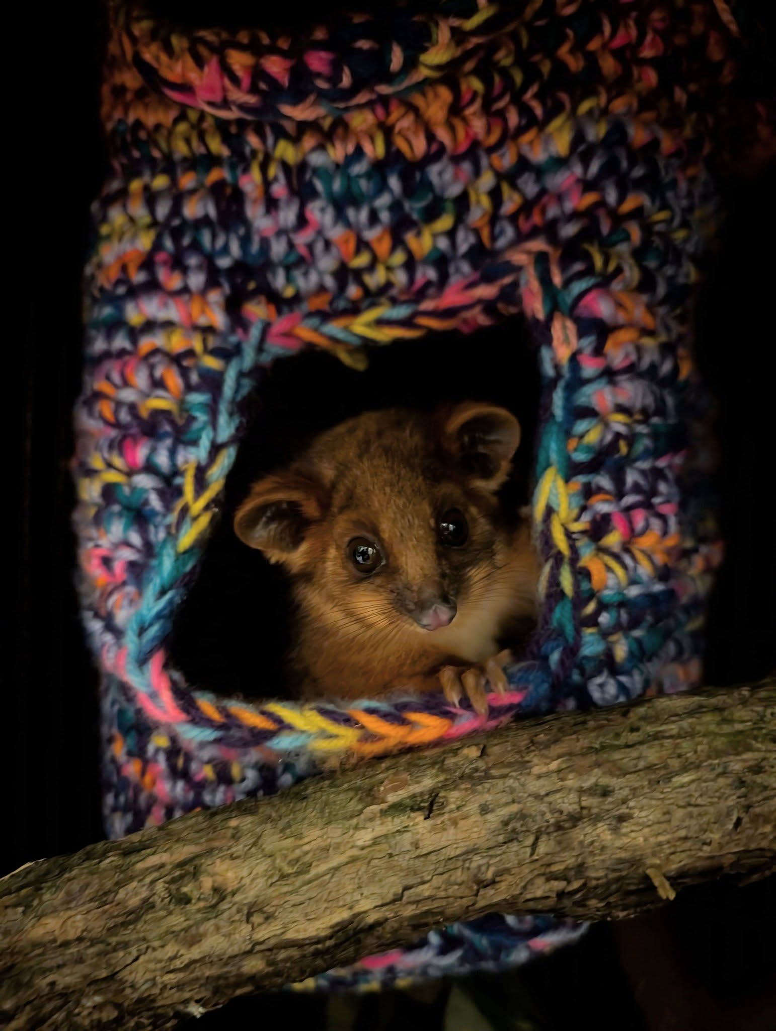 A possum peeking out from a colourful crocheted possum palace