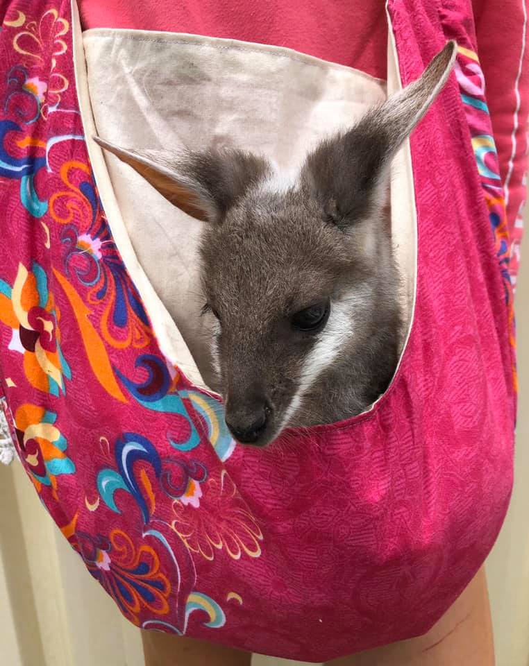How does a kangaroo care for her Joey in the pouch? - Quora